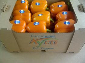 Ayco Mexico greenhouse peppers