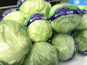 Taiwan lettuce to Saudi Arabia