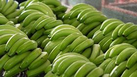 Ecuador bananas