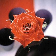Cut flowers on form at auction