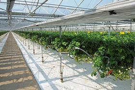 Wallings' Glasshouse strawberries production