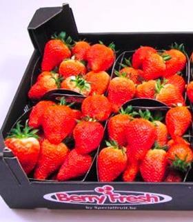 Special Fruit Clery strawberries