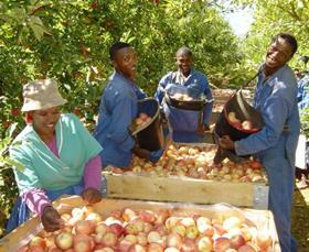 South African apple pickers