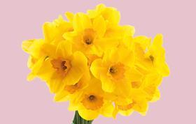 Spar daffodils