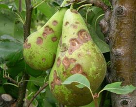 Belgium pear damage
