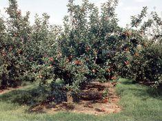 Apple growers fuelled by Council