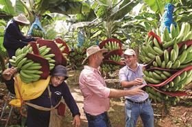 Bayer sustainable banana production
