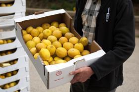 supermarket rejected lemons at Riverford