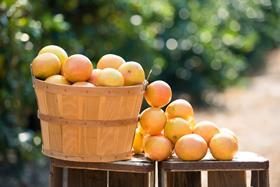 Florida grapefruit basket