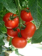 Tomatoes tighten up
