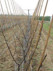 A new Conference pear plantation from Alan Firmin Ltd
