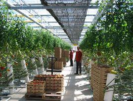 Cris-P Produce greenhouse