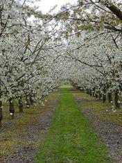 Brogdale landowner in lobbying bid