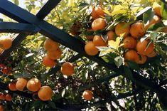 Convenience of easy peelers boosts citrus