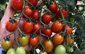 BASF tomato