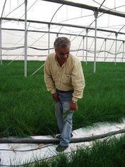 Bezalel Madmon, Agrexco product manager for herbs, in amongst the chives