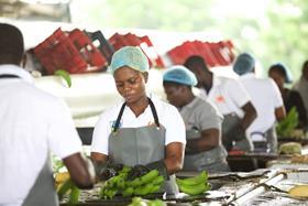 Ghana Fairtrade banana worker (credit James Robinson)