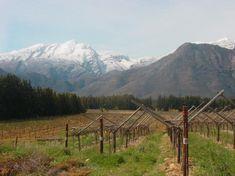 Icy weather benefits the Cape