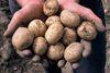 Plentiful maincrop holds back new potato market