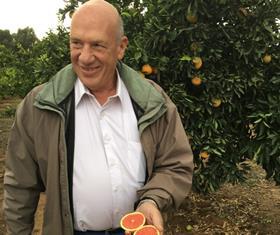 Tal Amit Israel citrus Orri Jaffa