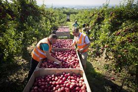 Apples kent