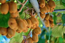 Kiwifruit hanging