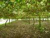 NZ kiwifruit under disease siege