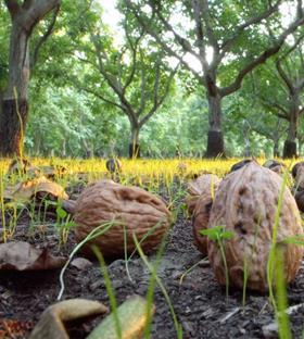 California walnuts