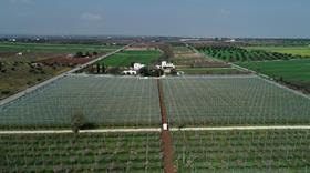 Arrigoni Iride Multi Pro agritextile covering Apricots