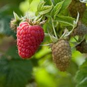 raspberries generic