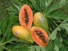 Brazil papayas