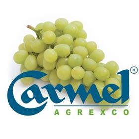 Agrexco Carmel grapes