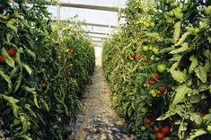 Spanish tomato exports increase
