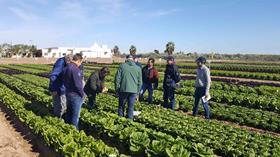 Nunhems lettuce demo