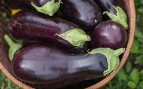 GEN fresh eggplants in wicker basket