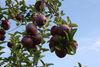Summer sun benefits New York apples