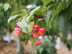 cherries