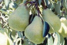 Worldwide pear consumption stagnates