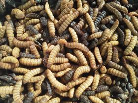 Black Soldier Fly larvae