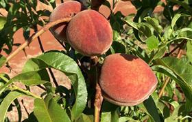 Pilbara Stonefruit Research - White Opal peaches Newman CREDIT WA  Department of Primary Industries and Regional Development 2