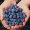 US scientists win £1.1m blueberry grant