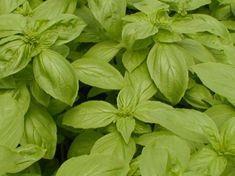 Agrexco has unveiled a full crop traceability system for basil and other herbs