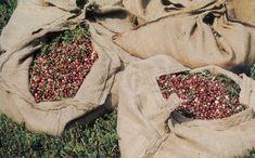 Cranberry supply tight up to Christmas
