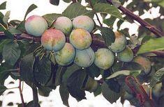 English plums make it three in a row