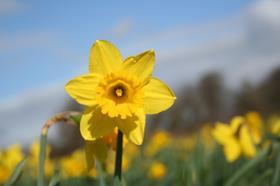 Daffodils Feb 27 070
