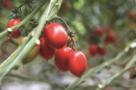 Bayer tomatoes on the vine
