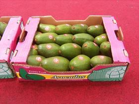 Peruvian avocados