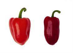 The new pepper is considerably darker than a traditional red variety