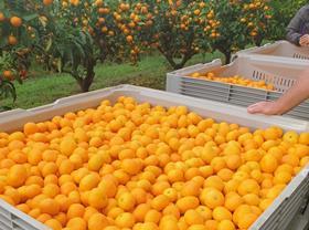T&G New Zealand Mandarin Harvest Kerikeri 2021 2