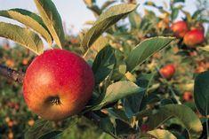 British top-fruit industry seeks export market